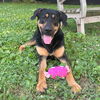 adoptable Dog in Murfreesboro, TN named ROC