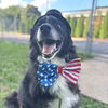 adoptable Dog in  named SAMUEL