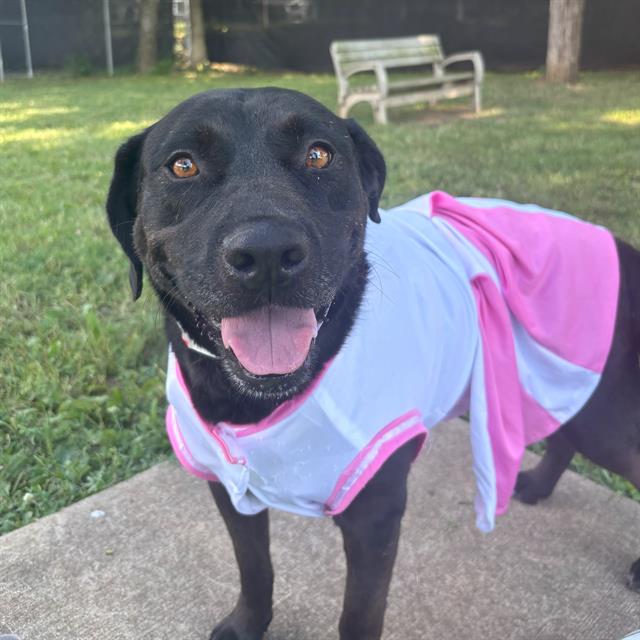 adoptable Dog in Murfreesboro, TN named ELLEN
