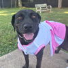 adoptable Dog in  named ELLEN