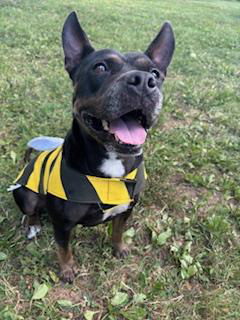 adoptable Dog in Murfreesboro, TN named ROUGE