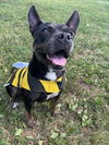 adoptable Dog in  named ROUGE