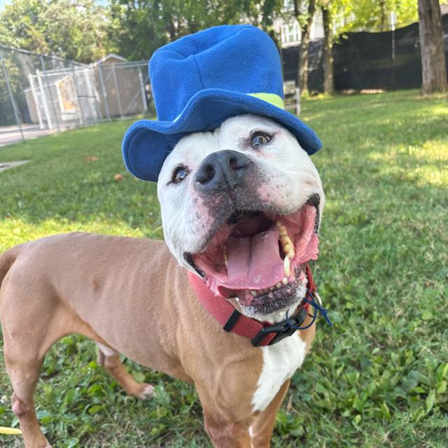 adoptable Dog in Murfreesboro, TN named BUFORD