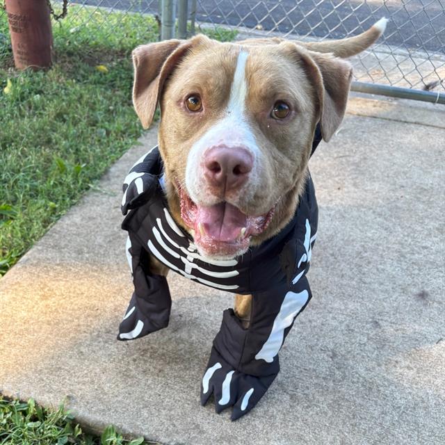 adoptable Dog in Murfreesboro, TN named BRUCE