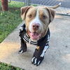 adoptable Dog in  named BRUCE