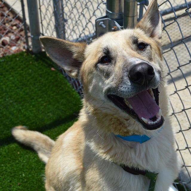 adoptable Dog in Murfreesboro, TN named IVAN