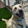 adoptable Dog in  named IVAN
