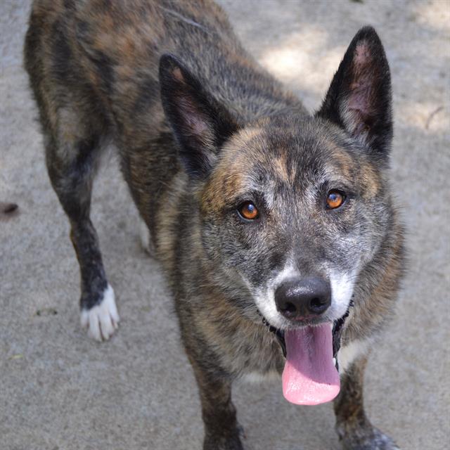 adoptable Dog in Murfreesboro, TN named HEIDI