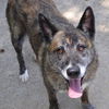 adoptable Dog in  named HEIDI