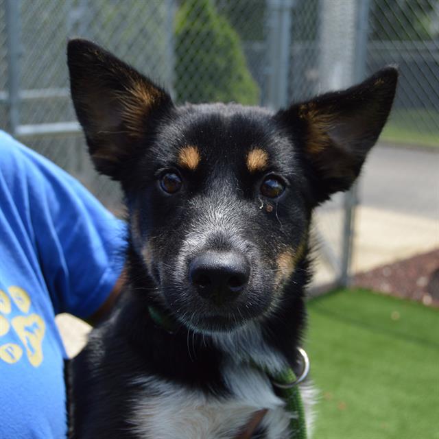 adoptable Dog in Murfreesboro, TN named TRINITY
