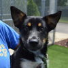 adoptable Dog in  named TRINITY