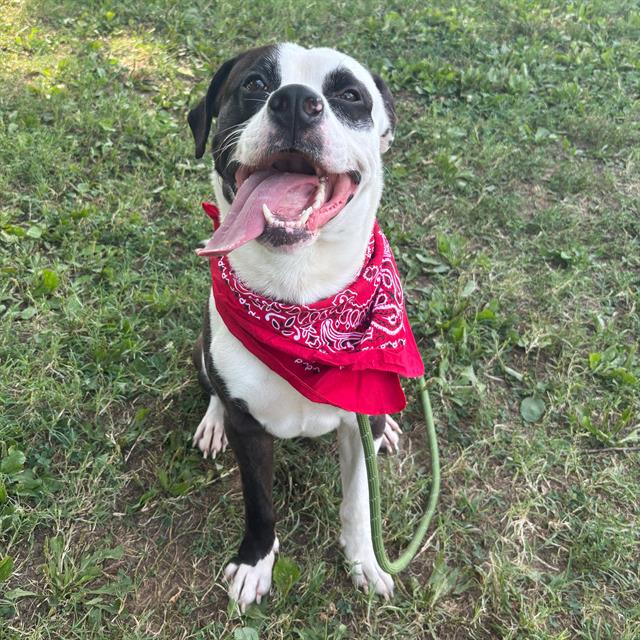 adoptable Dog in Murfreesboro, TN named COWBOY
