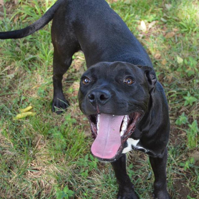 adoptable Dog in Murfreesboro, TN named PEACH