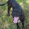 adoptable Dog in  named PEACH