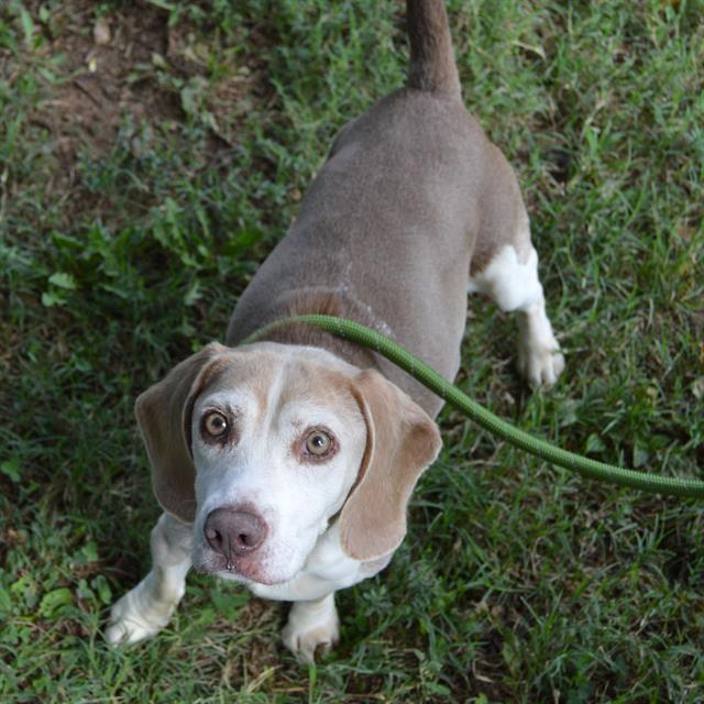 adoptable Dog in Murfreesboro, TN named PARKER