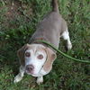 adoptable Dog in  named PARKER