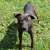 adoptable Dog in  named MOZART
