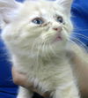 adoptable Cat in  named FLASH