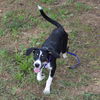 adoptable Dog in  named CALLIE