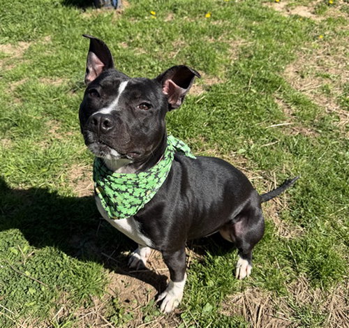 picture of the dog needing adoption