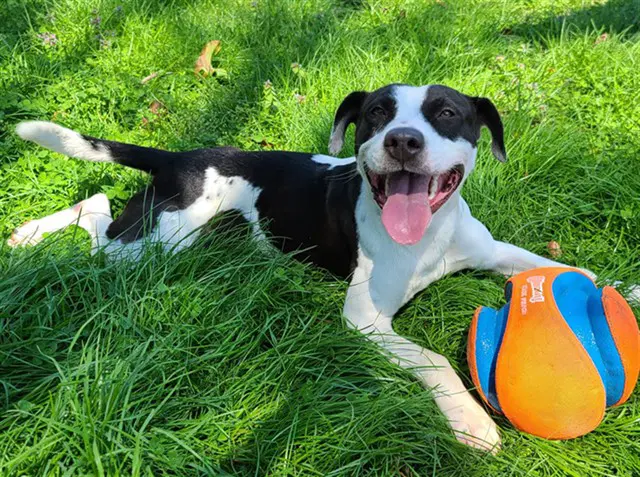 Canon - American Pit Bull Terrier