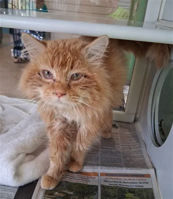 Aubie - Domestic Long Hair