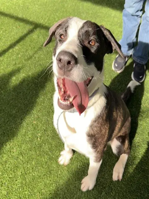 Pluto - Labrador Retriever
