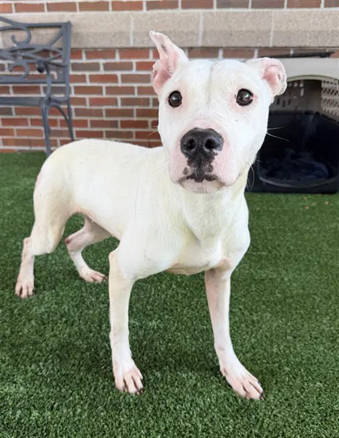 Willow - American Staffordshire Terrier