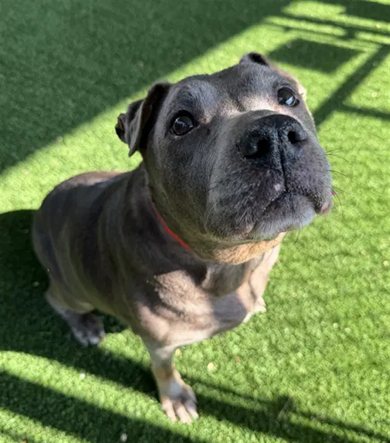 Diamond - Pit Bull Terrier
