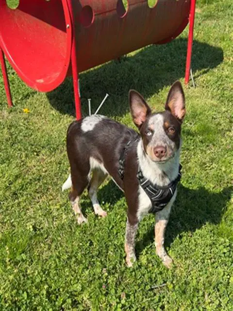 Wrangler - Australian Cattle Dog/Blue Heeler