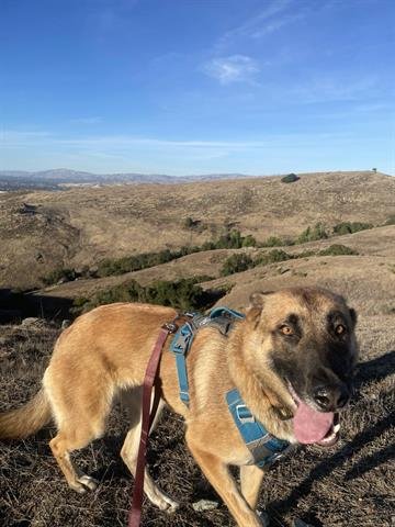 adoptable Dog in San Martin, CA named HONEY