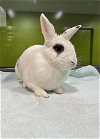 adoptable Rabbit in san martin, CA named JUDY HOPPS
