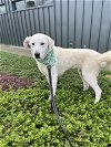 adoptable Dog in san martin, CA named JOLLI