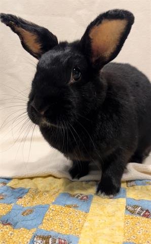 adoptable Rabbit in San Martin, CA named KIT