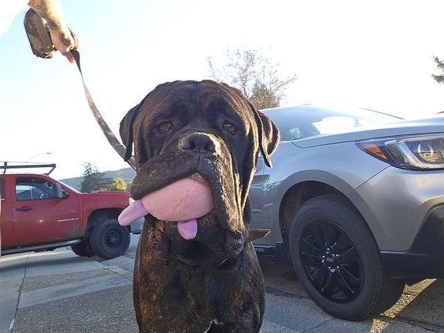 adoptable Dog in San Martin, CA named BRUCE