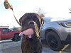 adoptable Dog in san martin, CA named HUNTER