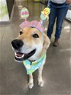 adoptable Dog in san martin, CA named DARCY