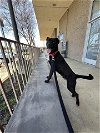 adoptable Dog in  named SCOOTER