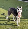 adoptable Dog in san martin, CA named IRIS
