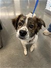adoptable Dog in  named HALO
