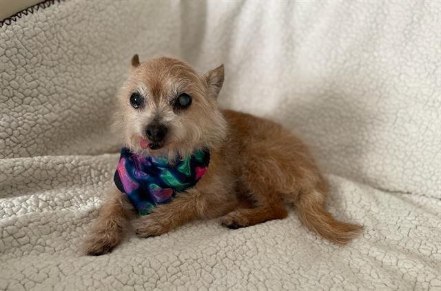 adoptable Dog in San Martin, CA named PENNY