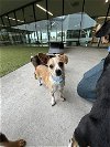 adoptable Dog in san martin, CA named JUNE