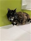 adoptable Cat in  named MADELEINE