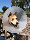 adoptable Dog in san martin, CA named CHANEL