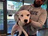 adoptable Dog in san martin, CA named CHANDRA