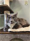 adoptable Cat in  named WENDALL