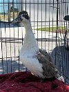 adoptable Duck in  named KRISTY