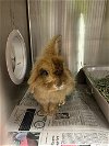 adoptable Rabbit in  named DREW