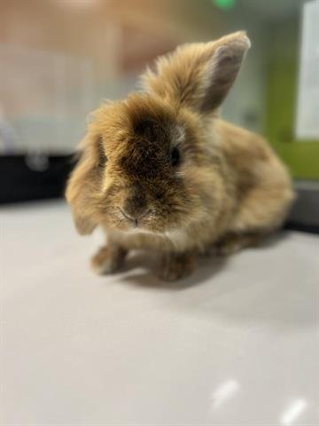 adoptable Rabbit in San Martin, CA named DREW