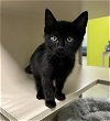 adoptable Cat in  named TOTALITY